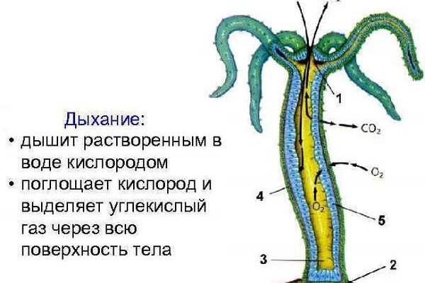 Кракен современный даркнет маркетплейс